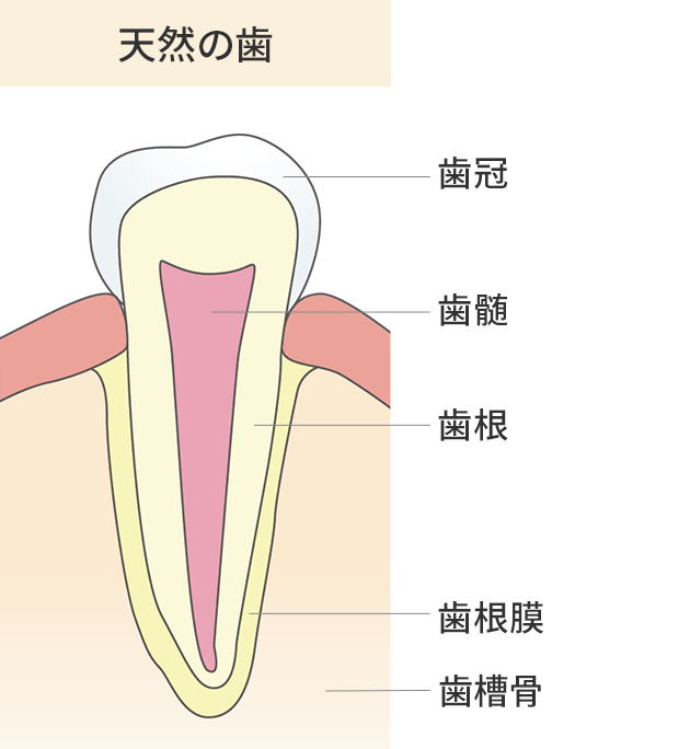 天然の歯