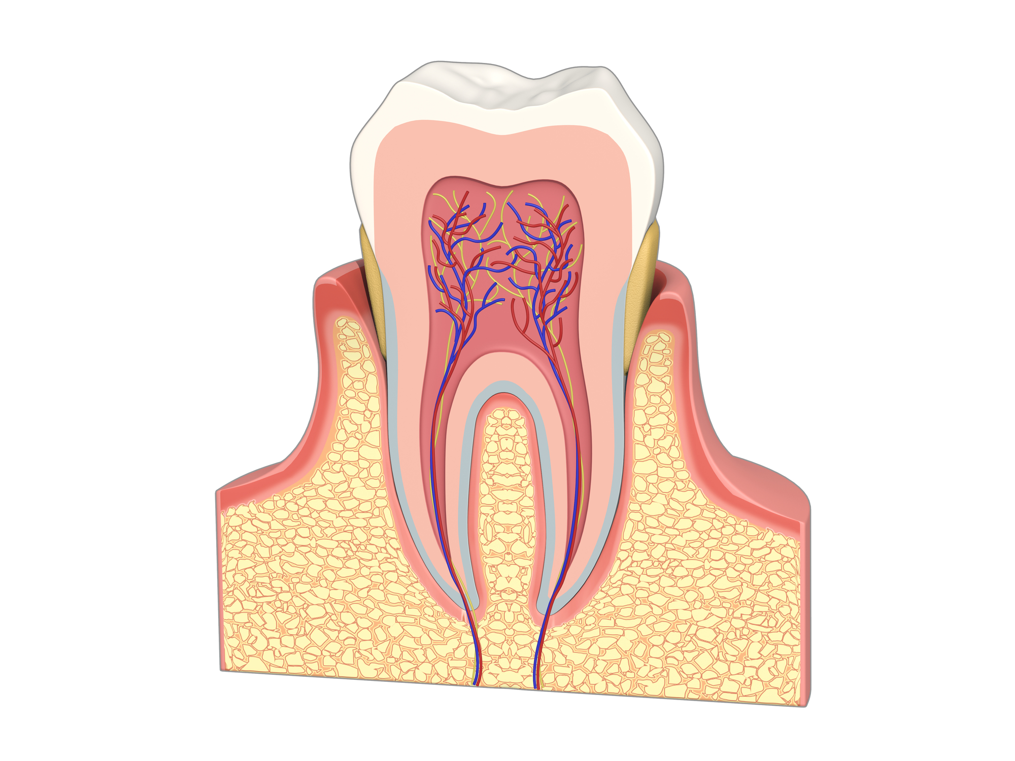 インプラント治療の神経への影響は？損傷・麻痺のリスクとミスや後遺症